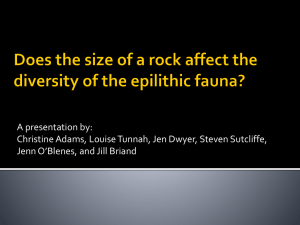 Does the size of a rock affect the diversity of the epilithic fauna?