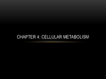 Chapter 4: Cellular metabolism