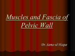 Muscles and Fascia of Pelvic Wall
