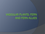 Vascular plants