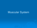 Muscular System - Perry Local Schools