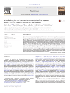 Virtual dissection and comparative connectivity of the superior