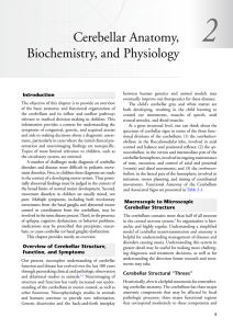 Cerebellar Anatomy, Biochemistry, and Physiology