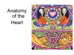 34. Anatomy of heart
