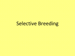 Selective Breeding Introduction