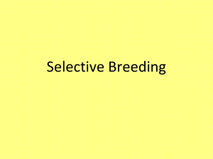 Selective Breeding Introduction