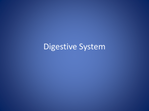 Digestive System