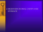 Digestion in oral cavity and stomach