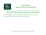 CHAPTER 17 FROM GENE TO PROTEIN Section B: The Synthesis