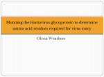 Mutating the Hantavirus glycoprotein to determine amino acid