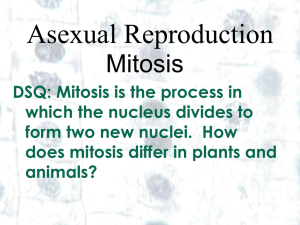 Mitosis is the process in which the nucleus divides to form two new