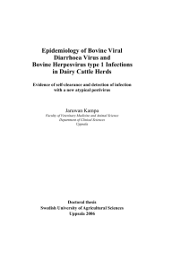 Epidemiology of Bovine Viral Diarrhoea Virus and Bovine