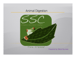 Animal Digestion