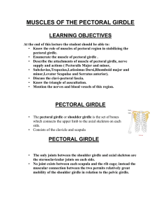 MUSCLES OF THE PECTORAL GIRDLE