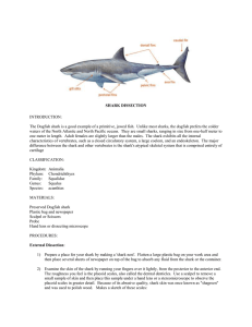 shark dissection - Uplift Luna / Overview