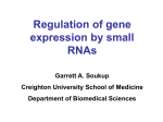 RNA interference - Creighton Chemistry Webserver