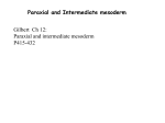 4061-Paraxial-and-int-mesoderm 2016