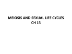 MEIOSIS AND SEXUAL LIFE CYCLES CH 13