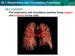 Biology Ch. 30 Note Slide Show on Circulatory and Respiratory