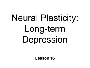 BN16 Neural plasticity