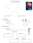 Sympathetic nervous system Parasympathetic nervous system