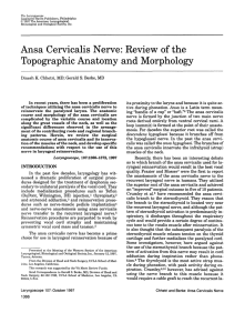 Ansa Cervicalis Nerve: Review of the Topographic Anatomy and