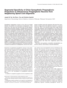 Segmental Specificity of Chick Sympathetic Preganglionic