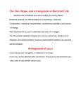 The Size, Shape, and Arrangement of Bacterial Cells