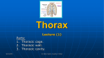 Lecture (1) Parts: 1. Thoracic cage. 2. Thoracic wall. 3. Thoracic cavity.