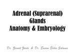 03 Adrenal Gland2013-02-16 05:211.1 MB
