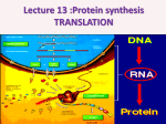 Lecture 13 :Protein synthesis TRANSLATION