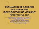 Evaluation of a nested PCR assay for identification of virulent