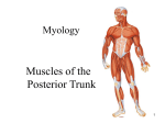 Muscles of the Face