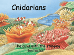 Cnidarians