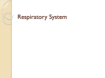 Respiratory System - Wando High School