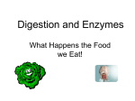 Digestion and Enzymes