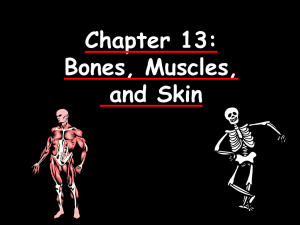 Bones, Muscles, and Skin Body Organization and Homeostasis