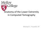 Lower Extremity Anatomy