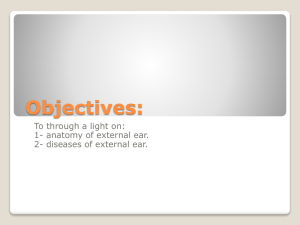 1- The Auricle