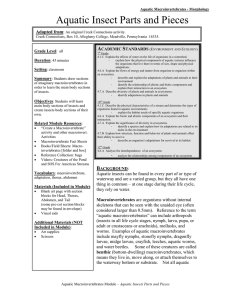 Aquatic Insect Parts and Pieces