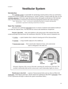 Vestibular System