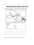 Practice Exam 4- Equine Respiratory System
