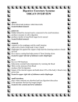 digestive organ overview WS