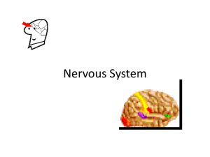 Nervous System