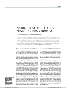 neural crest specification: migrating into genomics