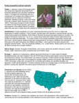 Purple Loosestrife - Methacton School District