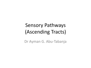 Sensory Pathways (Ascending Tracts)