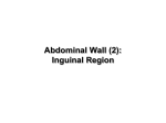 Abdominal Wall (2): Inguinal Region