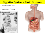 Digestive System - Basic Divisions