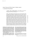 Myosin Types and Fiber Types in Cardiac Muscle I . Ventricular